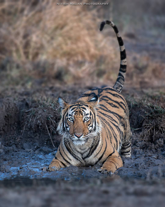 Indický fotograf Nitish Madan zachycuje dechberoucí okamžiky ze života tygrů