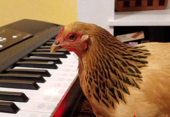 Superstar z kurníku aneb slepička dobývá hudební scénu